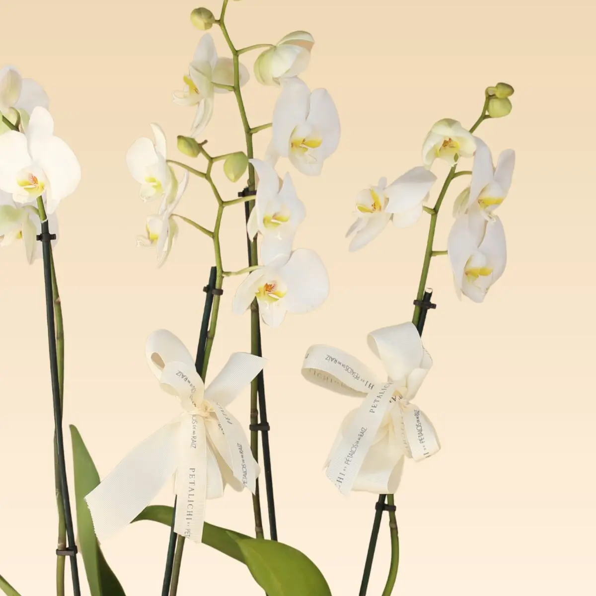 Base Trinitate con 4 varas de Orquídeas Blancas Anna - Image 2