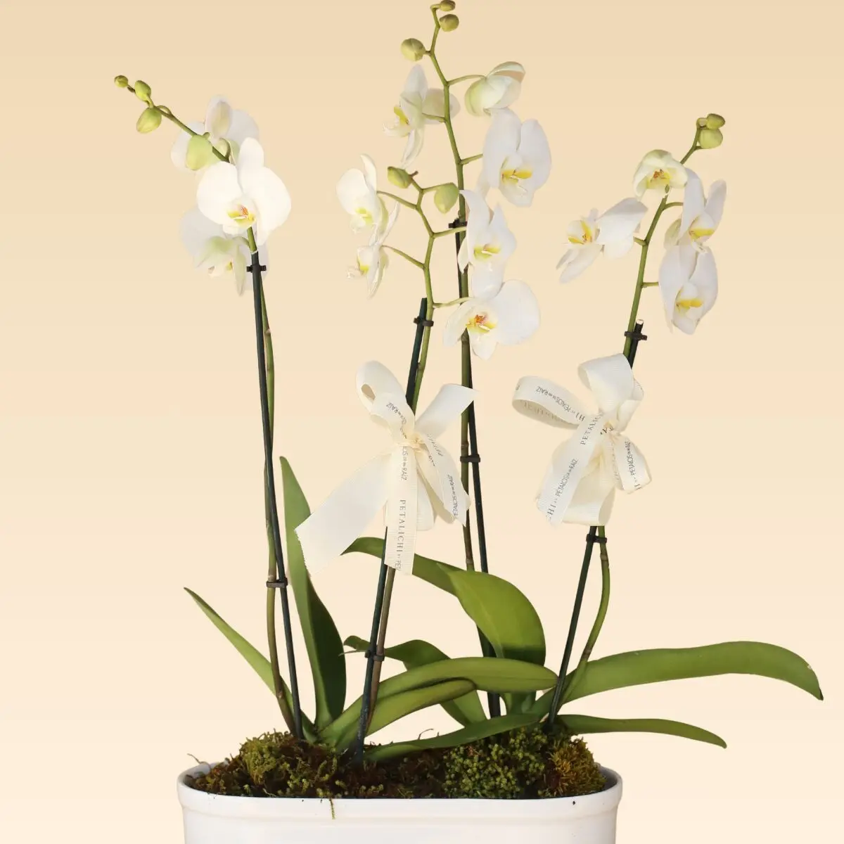 Base Trinitate con 4 varas de Orquídeas Blancas Anna