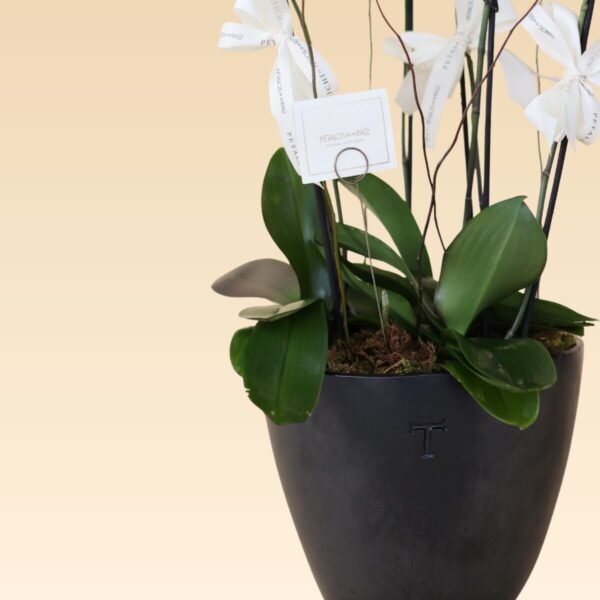 Base Trinitate con 6 varas de Orquídeas Blancas Daniela N - Image 3