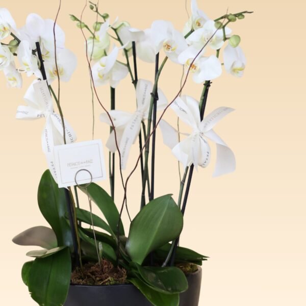 Base Trinitate con 6 varas de Orquídeas Blancas Daniela N - Image 2