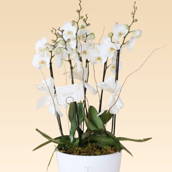 Base Trinitate con 6 varas de Orquídeas Blancas Daniela B