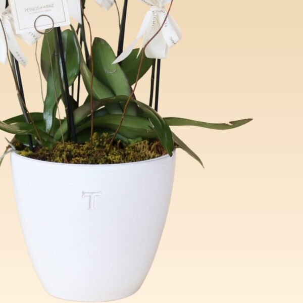 Base Trinitate con 6 varas de Orquídeas Blancas Daniela B - Image 3