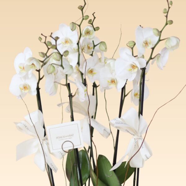 Base Trinitate con 6 varas de Orquídeas Blancas Daniela B - Image 2
