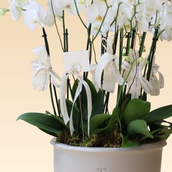 Orquídea de 10 varas blancas Paulina - Image 2