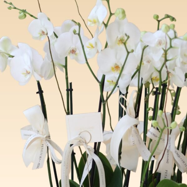 Orquídea de 10 varas blancas Paulina - Image 3
