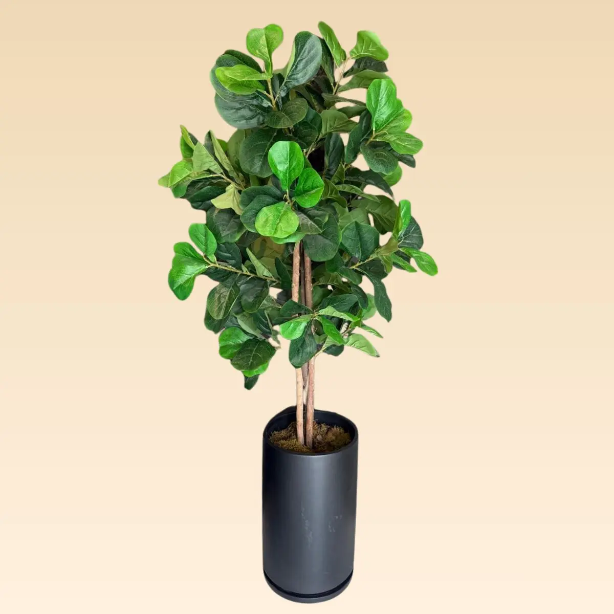 Árbol Pandurata Mediano Artificial