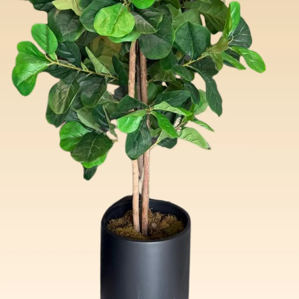 Árbol Pandurata Mediano Artificial - Image 2